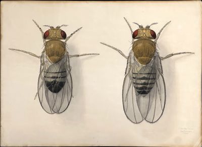 Edith M. Wallace, Drosophila (1934). Ink and watercolour on paper. © California Institute of Technology. From the exhibition Crossing Over: Art and Science at Caltech, 1920–2020 at California Institute of Technology.