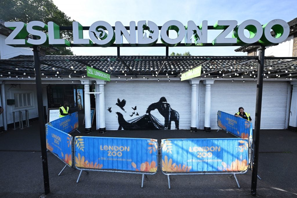 a view onto a lowlying white building that has large letters spelling out "ZSL LONDON ZOO" installed above it. it has closed white shutters on its front and one of these has a black stencilled image of a gorilla lifting a curtain so that a seal and some birds can escape on it