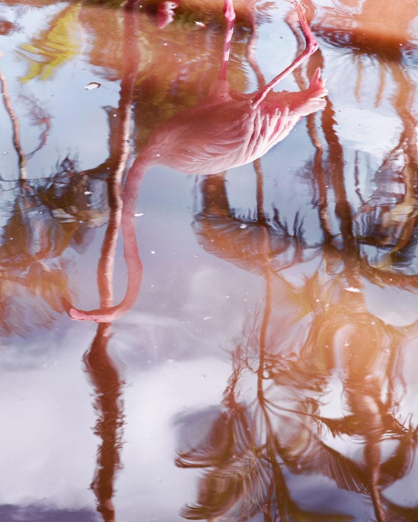 reflection of a flamingo and palm trees in water