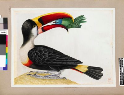 Maria Sibylla Merian, Toucan eating a small bird (c. 1701–1705). Watercolour and bodycolour on vellum.