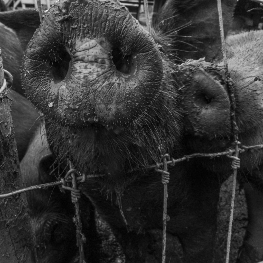 A close-up photograph of a pig's snout emerging from behind a wire fence