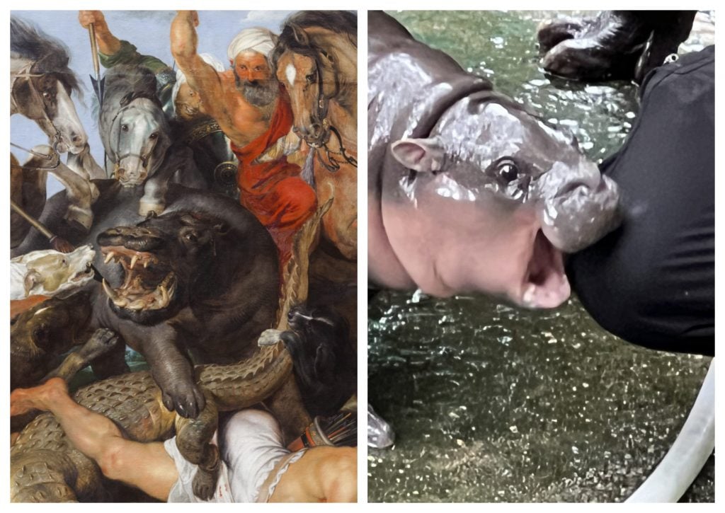 two images side by side, on the left is a dramatic painting centering on a very ferocious hippo, on the left a baby pygmy hippo gnaws at a human knee (covered)